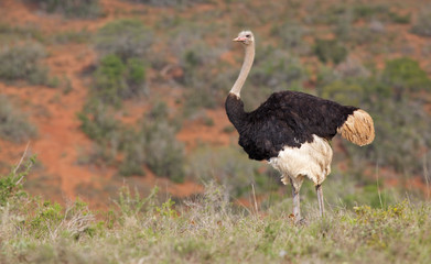 Ostrich with Chicks