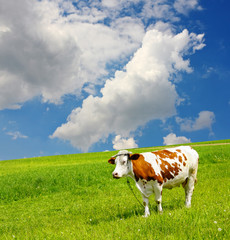 Cow and the ecological environment