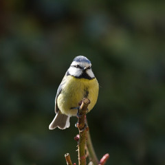 Parus caeruleus - Mésange bleue - Blue Tit