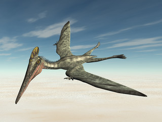 Pterodactylus © Michael Rosskothen