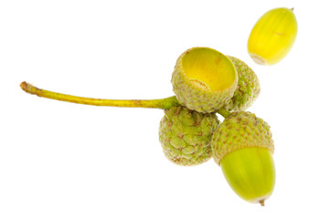 Acorns from an oak tree in the Fall