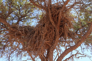 Nid de tisserins en Namibie