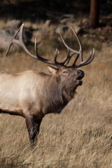 Elk Bugling _MG_4551