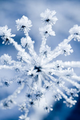 Frozen flower