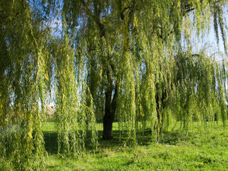 Weeping willow tree © Željko Radojko