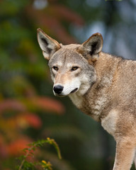 Red Wolf