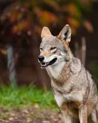 Cercles muraux Loup Red Wolf