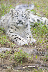 Cute 4 month old baby snow leopard