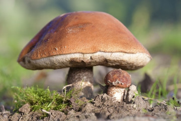 Mushroom in fall