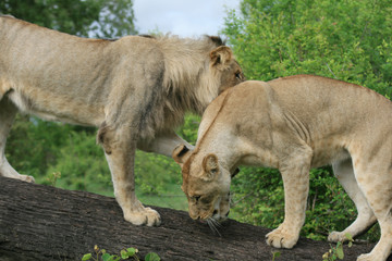 Fototapeta na wymiar Couple de lions