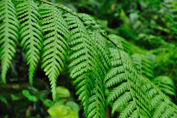 Fern