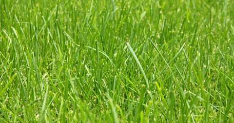 Background made from fresh green grass