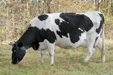 Black-and-white cow eats a grass