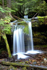 Obraz premium Lush forest at Fern Falls.