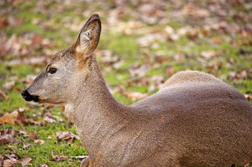 roe - doe , red deer  in forest