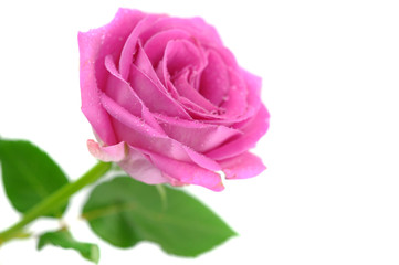 Pink Rose
