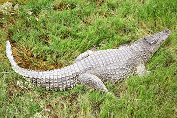 Crocodile in the grass