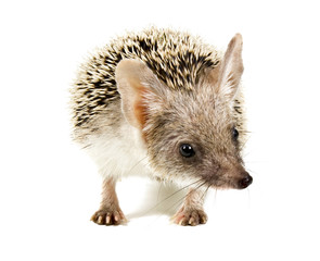 Long-eared Hedgehog sniffs