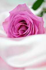 Pink Rose on Silk