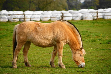 Obraz premium Norweski koń fiordzki