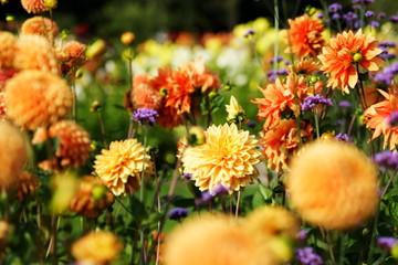 Blumenmeer aus bunten Sommerblumen