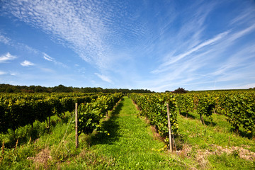 Obraz premium beautiful rapes in the vineyard