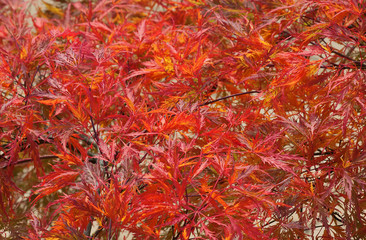 red maple leaves