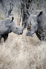 Mother and baby Rhino