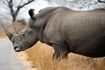 Female Rhino