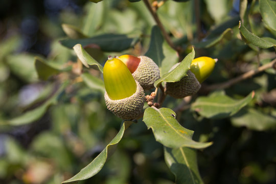 bellota