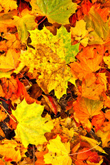 Background group autumn orange leaves. Outdoor