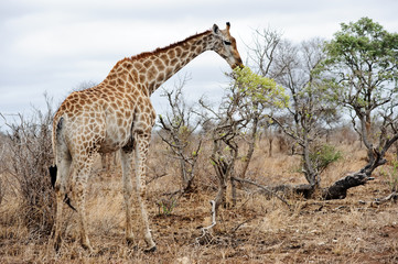 Majestic Giraffe