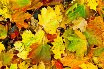 Background group autumn orange leaves. Outdoor