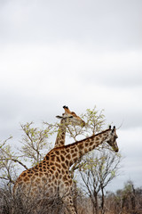 Majestic Giraffe