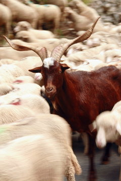 Regard b&eacute;lier, transhumance