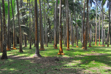 cocotiers 3