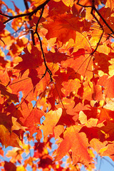 Naklejka na ściany i meble Autumn leaves