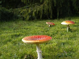 Fliegenpilz