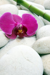 le bambou et l orchidée