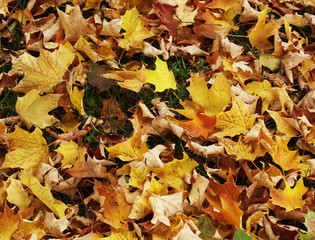 Autumn leaves