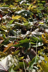 Foliage Autumn Fall Seasonal Covering Ground