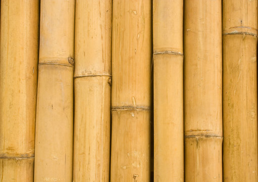closed up bamboo background