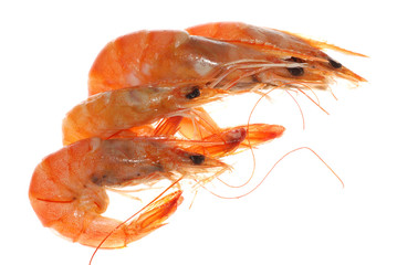 boiled shrimp isolated