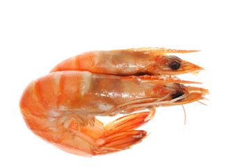 boiled shrimp isolated
