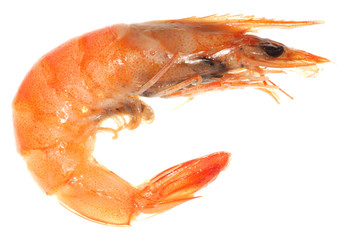 boiled shrimp isolated