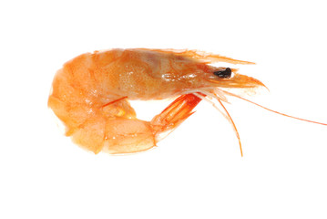 boiled shrimp isolated
