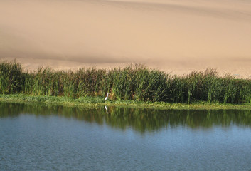 Bird in the reeds - Abbott's Lagoon - Point Reyes