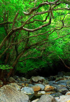 Fototapeta forest