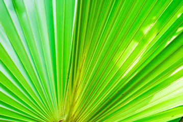Obraz premium texture of green palm leaf