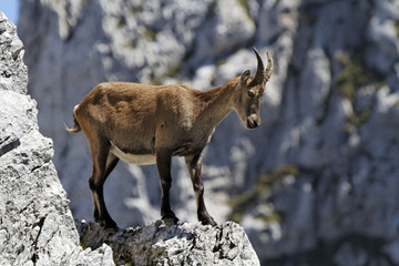Steinbock